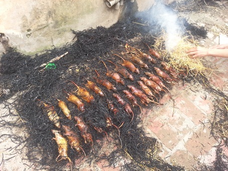 Một buổi đi săn chuột đồng... - 12
Những con chuột đồng đã được thui vàng rộm.