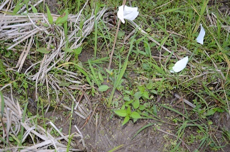 Những cách đồng khô ráo này là nơi chuột đồng kiếm ăn .