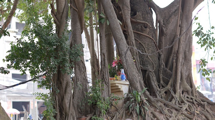 Hà Nội: Cận cảnh cung đường nghìn tỷ né cây đa trăm tuổi - 6