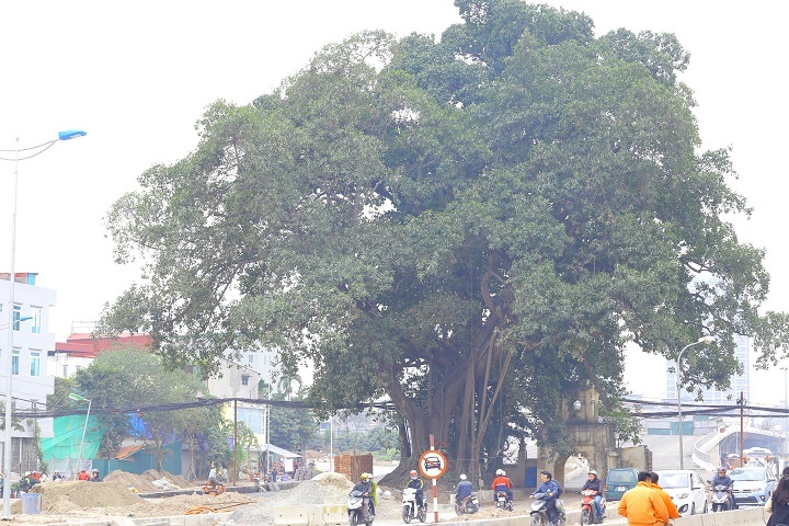 Hà Nội: Cận cảnh cung đường nghìn tỷ né cây đa trăm tuổi - 7