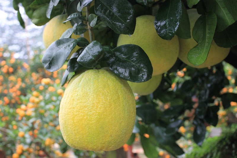 Quả bưởi vàng, da căng bóng đặc trưng của bưởi Diễn