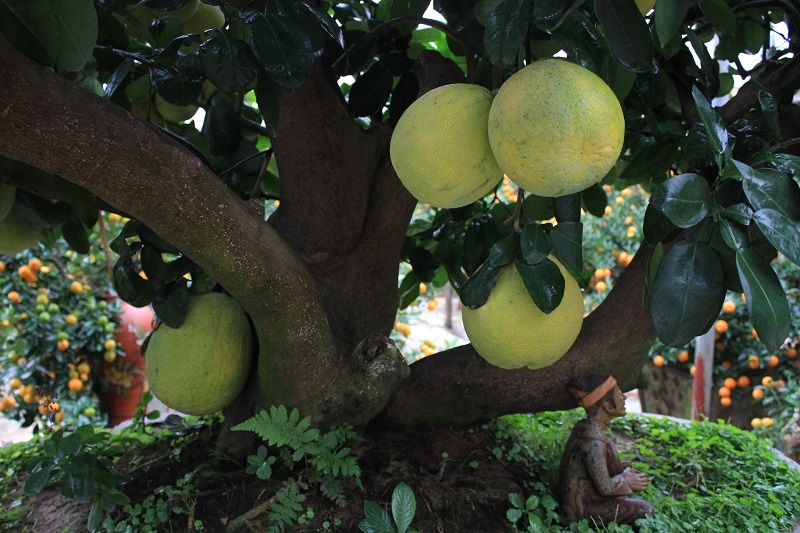 
Từ gốc cây bưởi mọc ra 5 nhánh, tượng trưng cho dáng “ngũ phúc”. Năm nay, cây bưởi ra nhiều chùm quả kép, với dân chơi cây cảnh đây là điều may mắn và hiếm có.
