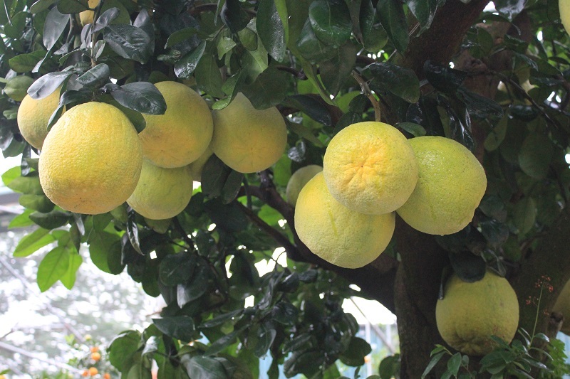 
Được biết giá thuê của cây bưởi này cũng không hề nhỏ. Hiện tại cây bưởi dáng cổ thụ này đang được chăm sóc và chỉnh sửa ở những khâu cuối cùng để ban giao cho người thuê trong vài ngày tới
