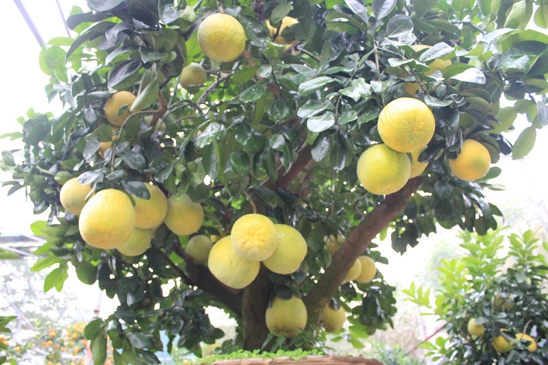 
Cây bưởi có tuổi đời khoảng 30 năm, cao 3,5m được đặt trong chậu cây cảnh nhưng vẫn ra trái trĩu trịt, tỏa hương thơm dịu
