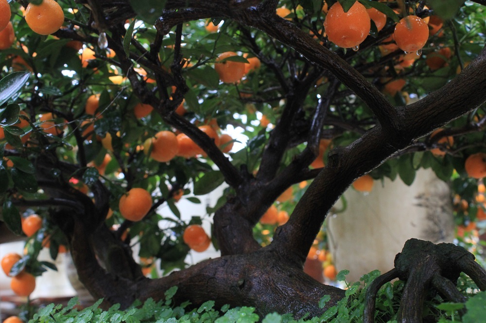 Theo ông Mạnh, để tạo ra một cây quất bon sai đẹp người trồng phải chăm chút rất tỉ mỉ từ tỉa cành, tạo dáng, đón quả, giữ hoa cho cây đúng theo từng thời điểm. Thông thường, người nghệ nhân phải mất từ 1 – 3 năm để giâm cành trong chậu, sau đó mới tiến hành việc tạo dáng, cắt tỉa cho cây.