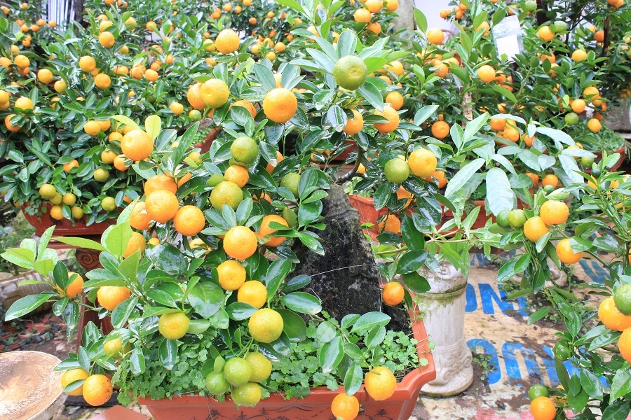 Trong số hơn 300 cây quất trong vườn nhà ông Mạnh, hiện nay đã có khoảng 100 cây được đặt mua, đặt thuê từ nhiều tháng trước.
