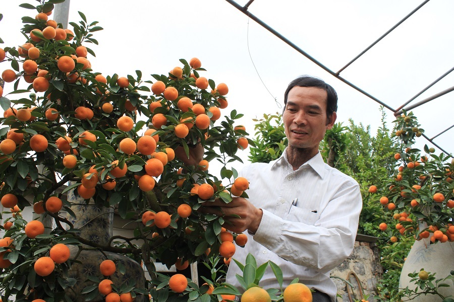 
Ông Bùi Thế Mạnh (47 tuổi) được xem là một trong những nghệ nhân hiếm hoi của làng quất Tứ Liên – Hà Nội nắm giữ bí quyết cắt tỉa, chăm sóc thành công những cây quất mi ni trên chậu kiểng.
