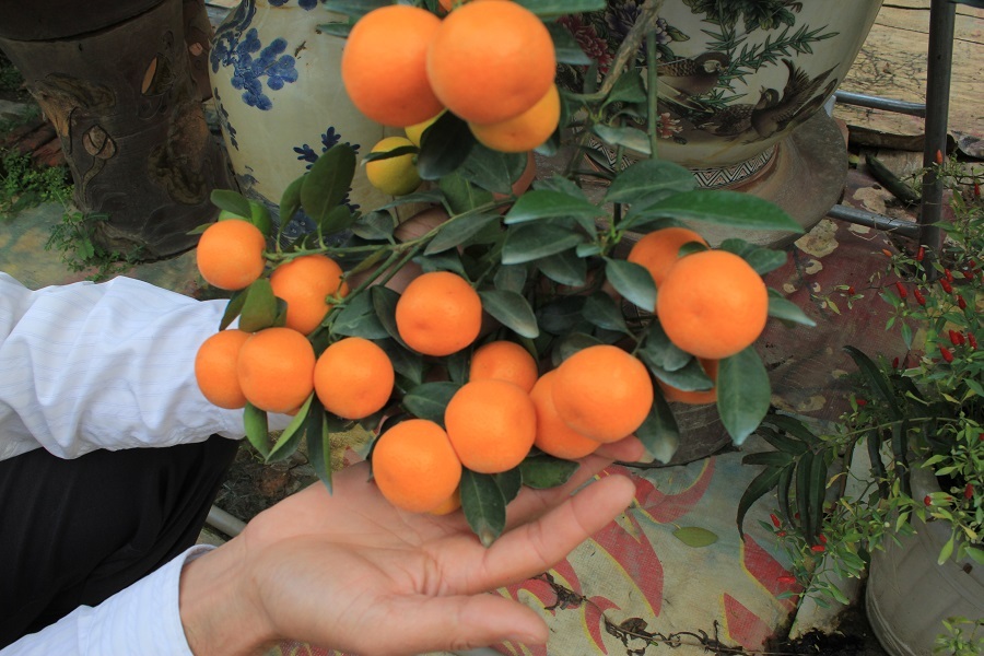 Chiêm ngưỡng vườn quất bon sai giá bạc tỷ "độc" nhất Hà Thành - 6