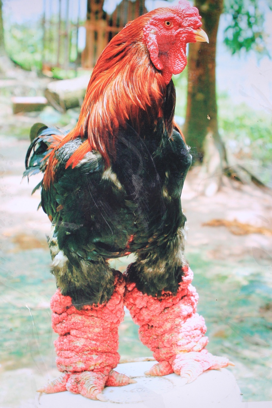 Cách đây 2 năm con gà này được định giá vào khoảng 60-70 triệu đồng nhưng ông Công không bán mà để lại xẻ thịt chia cho con cháu. Riêng bộ chân được giữ lại