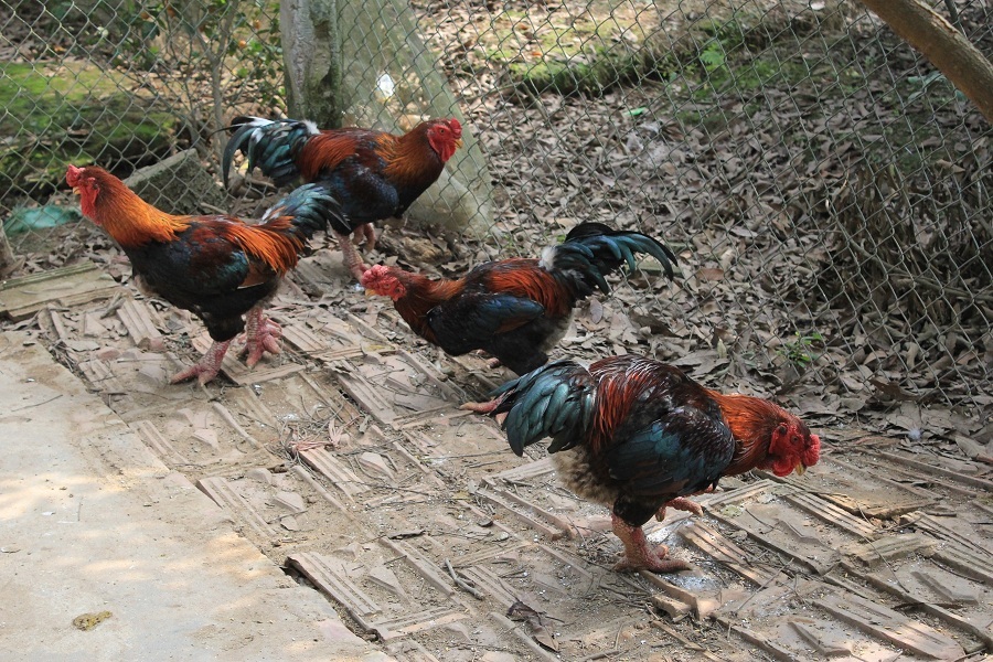 Nhiều gà trống Đông Tảo được ông Công nhốt riêng để bán Tết