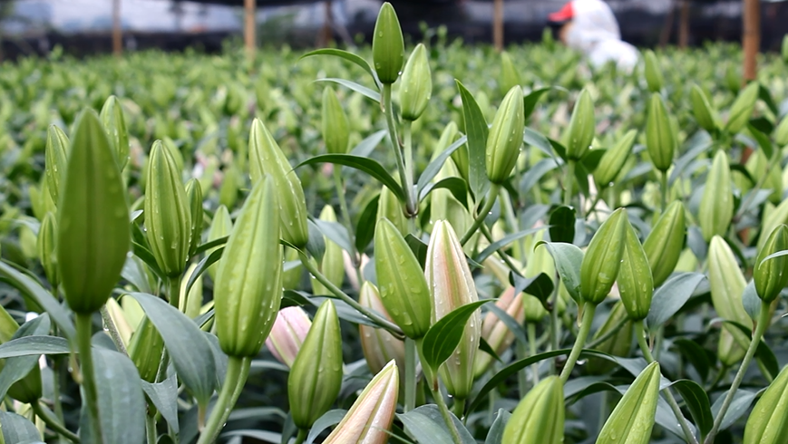 Với hơn một mẫu hoa ly, gia đình chị Thắng ước tính thiệt hại gần 500 triệu đồng