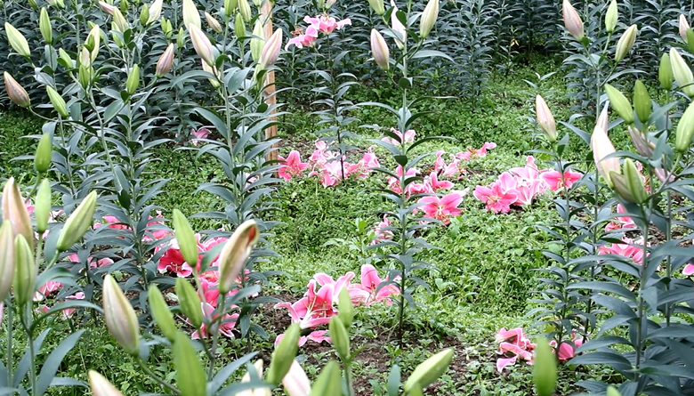 Nhiều nhà vườn hoa ly nở rụng đầy gốc