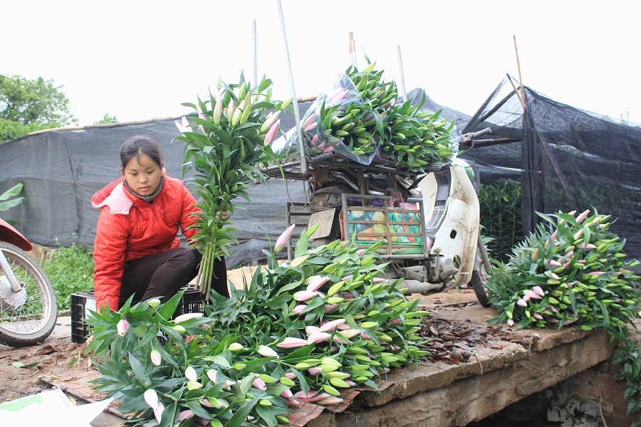 
Nhiều hộ gia đình huy động người nhà thu hoạch hoa sớm để vớt vát đồng vốn bỏ ra
