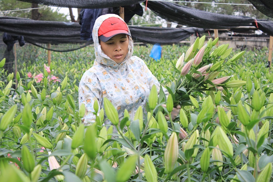 
Từ nhiều ngày nay, gia đình chị Thắng đứng ngồi không yên vì giá hoa rớt thê thảm
