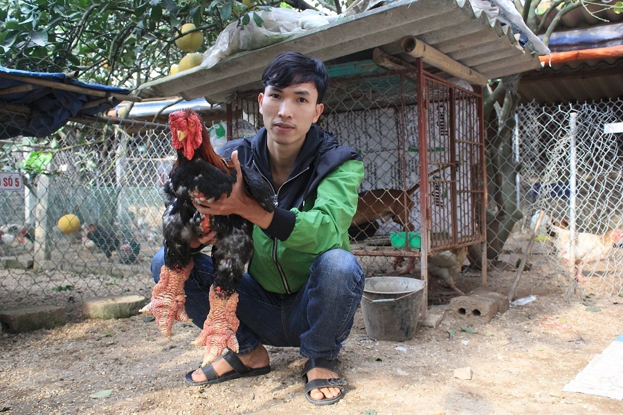 Theo anh Trưởng, thị trường gà Tết đã bắt đầu sôi động tuy nhiên chủ trại gà chưa muốn bán mà gom hàng để nghe ngóng tình hình