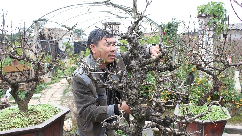 
Ông Lê Hàm cho biết, trung bình, người trồng đào thất thốn phải mất ít nhất 10 năm mới độ ra được một cây đào có thế đẹp và hoa thắm sắc
