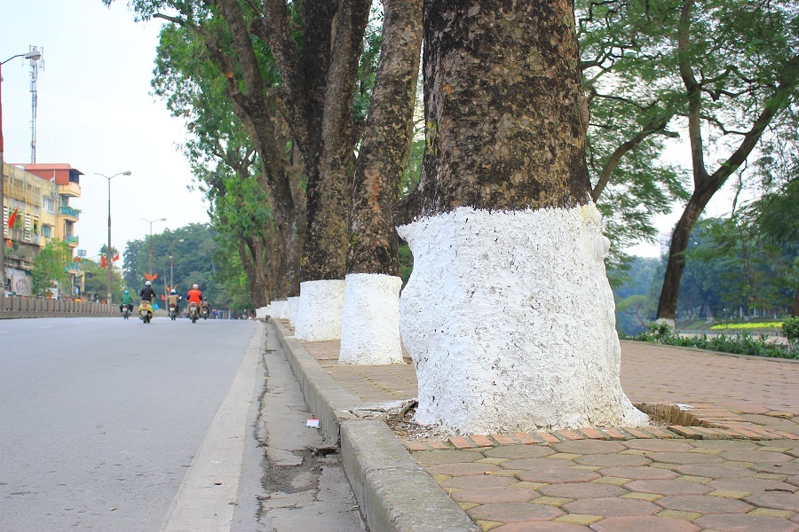 
Hàng xà cừ với hàng chục năm tuổi, vừa tay hai người ôm, tán rợp bóng mát xuống đường Kim Mã sẽ không còn nữa khi dự án đường sắt đô thị đi qua đây trong thời gian tới.
