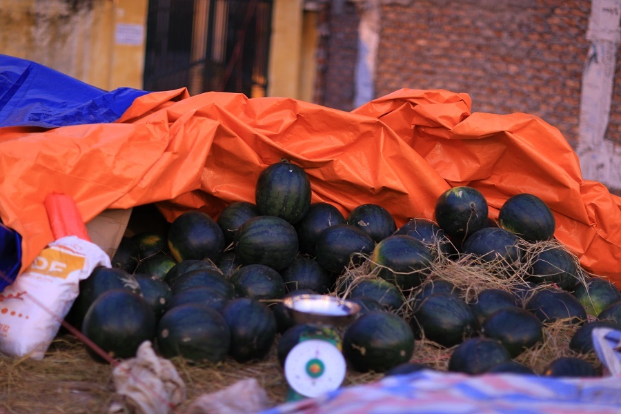 Những quả dưa được chọn là những quả dưa tròn, vỏ xanh thuộc giống dưa An Tiêm