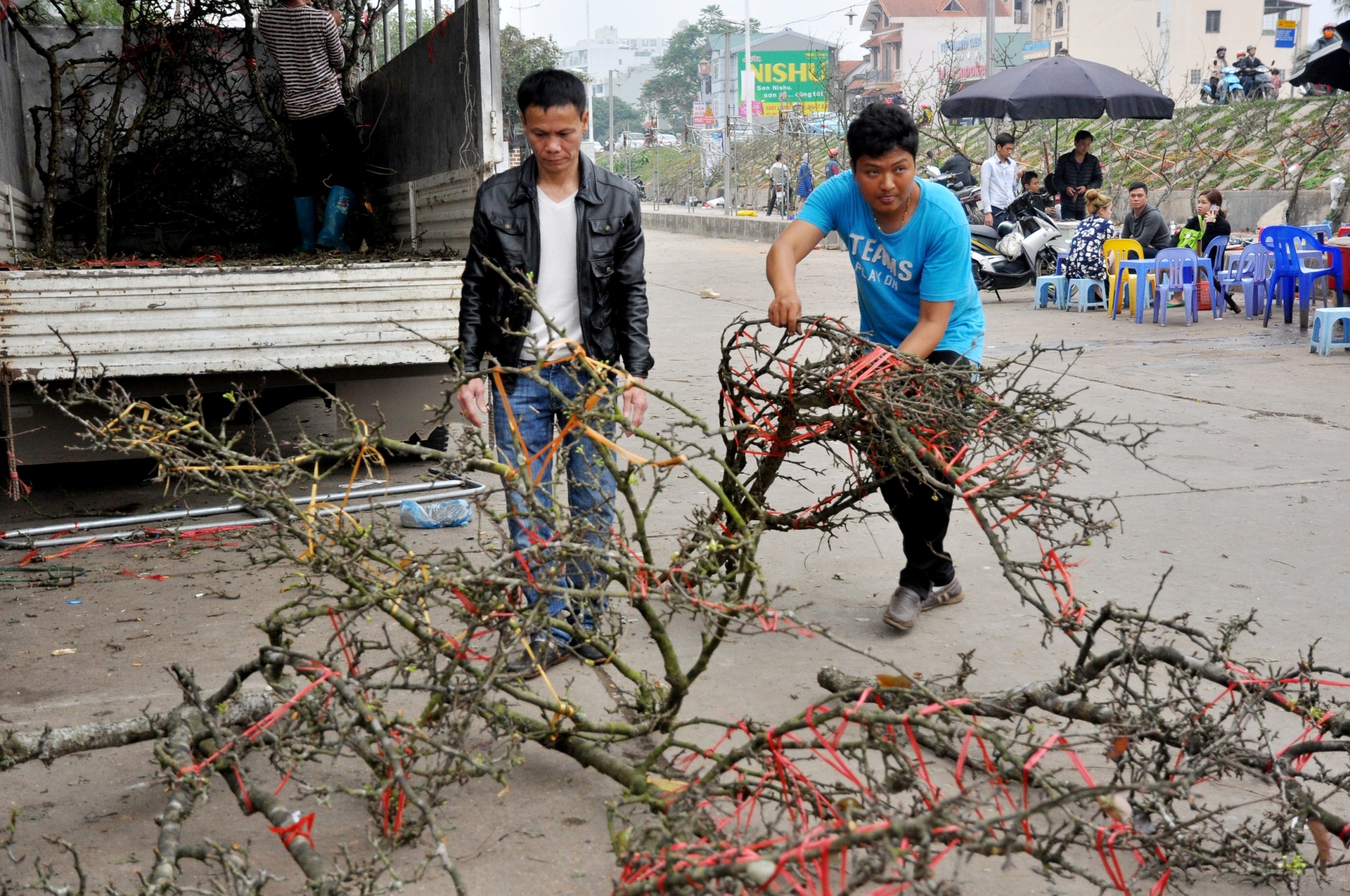 Anh Nguyễn Sỹ - chủ một gian hàng bán lê rừng tại chợ Quảng An cho biết, một cây lê rừng đẹp phụ thuộc vào nhiều yếu tố, trong đó có tuổi đời, dáng cây, nụ và hoa.