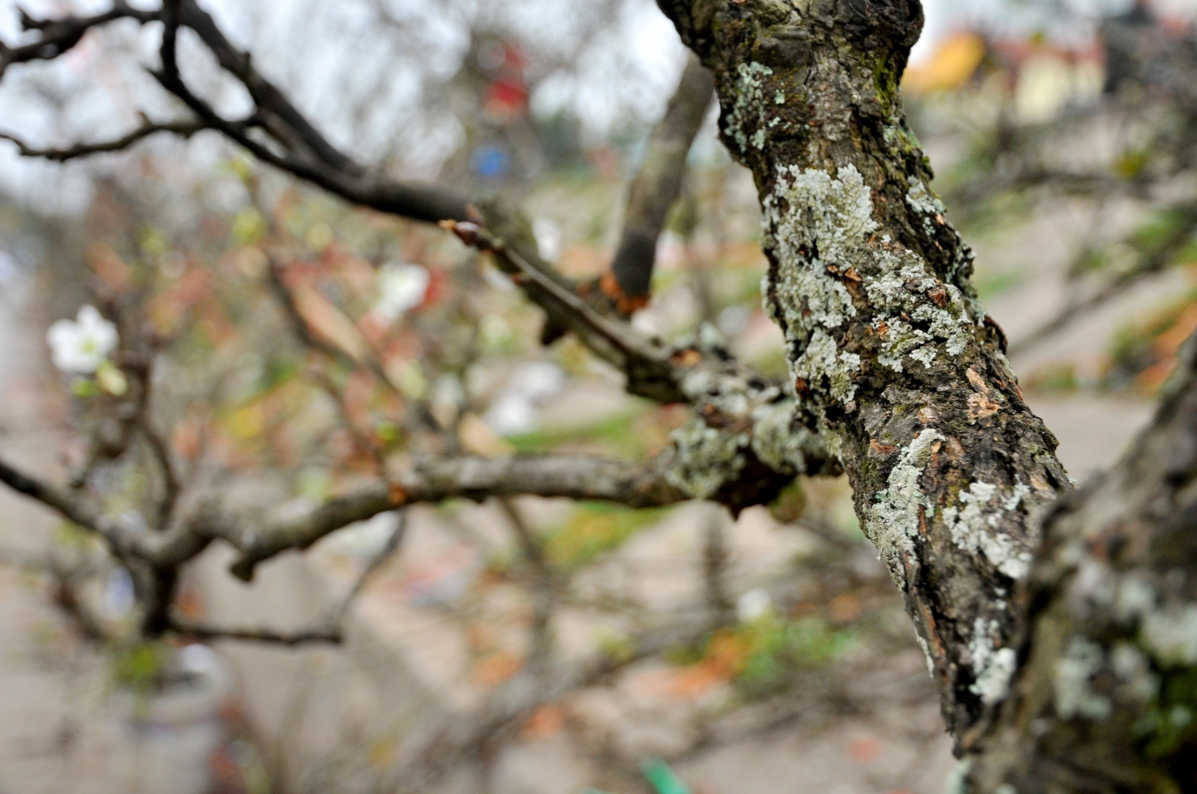 
Cây càng có tuổi đời lâu, dáng cổ kính, thân cây mốc, càng được định giá cao.
