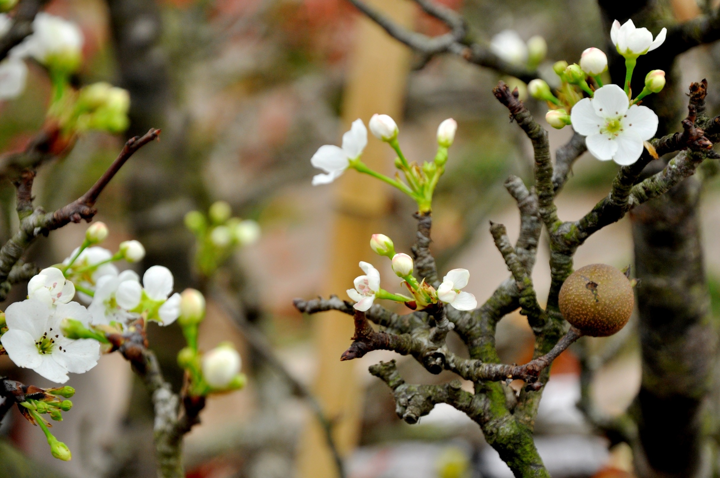 Khác với những loài hoa khác, lê rừng có sức sống bền vì thế người chơi có thể trưng bày vài tháng mà không lo héo hay thối gốc.