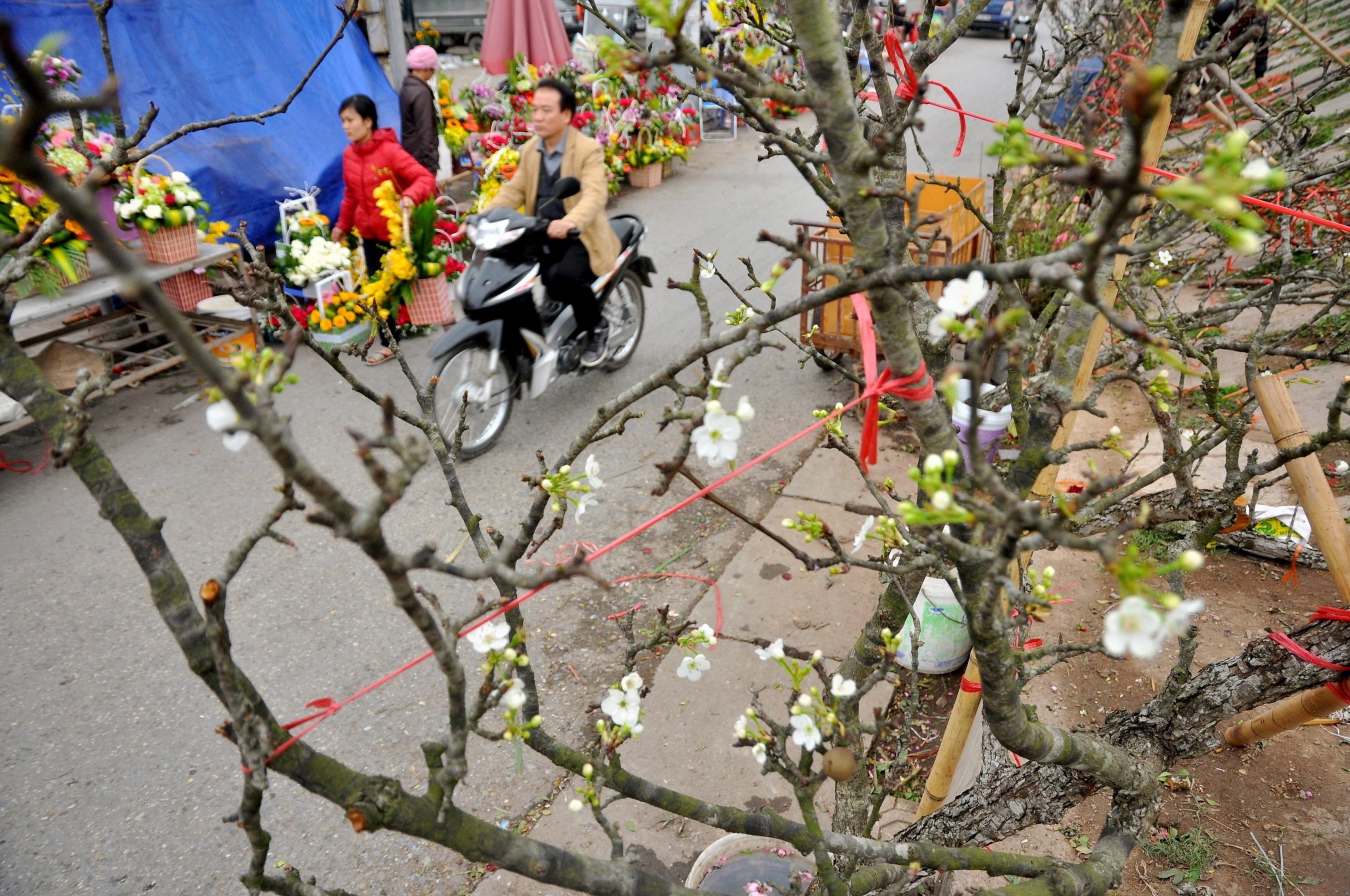 Tháng Giêng được xem là thời điểm lê rừng ra hoa đẹp nhất