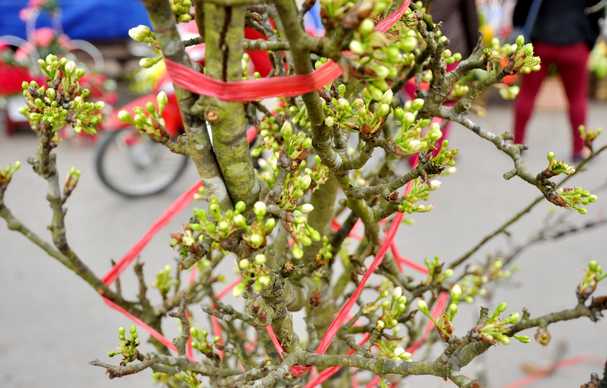 Một cành lê chi chít lộc và hoa được nhiều người đánh giá là hiếm có tại chợ Quảng An