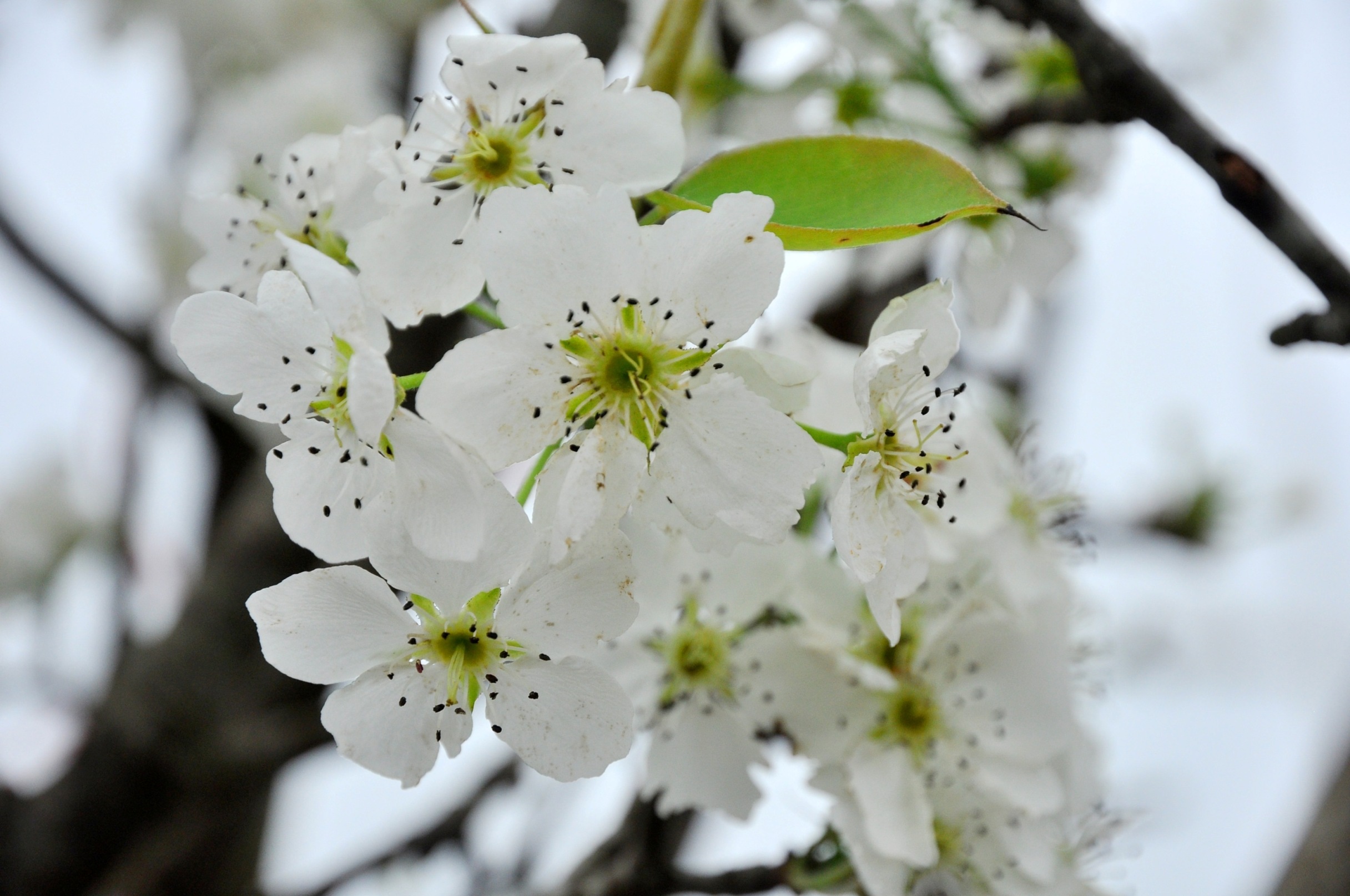 Những cánh hoa trắng muốt, thanh mảnh với mùi thơm dịu đặc trưng tạo ra sức hấp dẫn riêng cho loài hoa này.