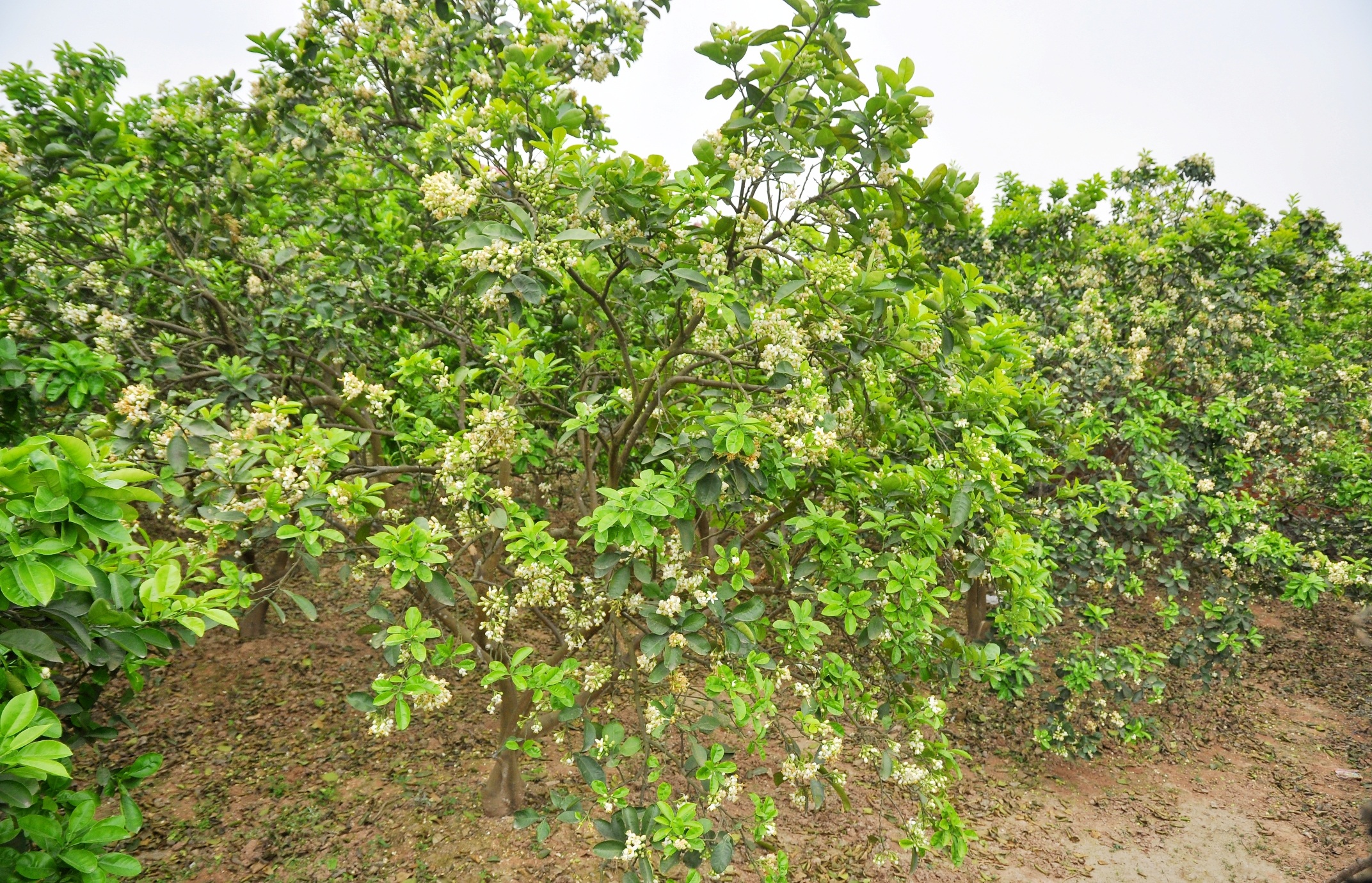 Người Hà Nội vẫn thường có thói quen mua hoa bưởi về thắp hương, nấu chè hoặc chỉ đơn giản là lưu giữ chút hương thơm tinh tế của khúc giao mùa tháng 3