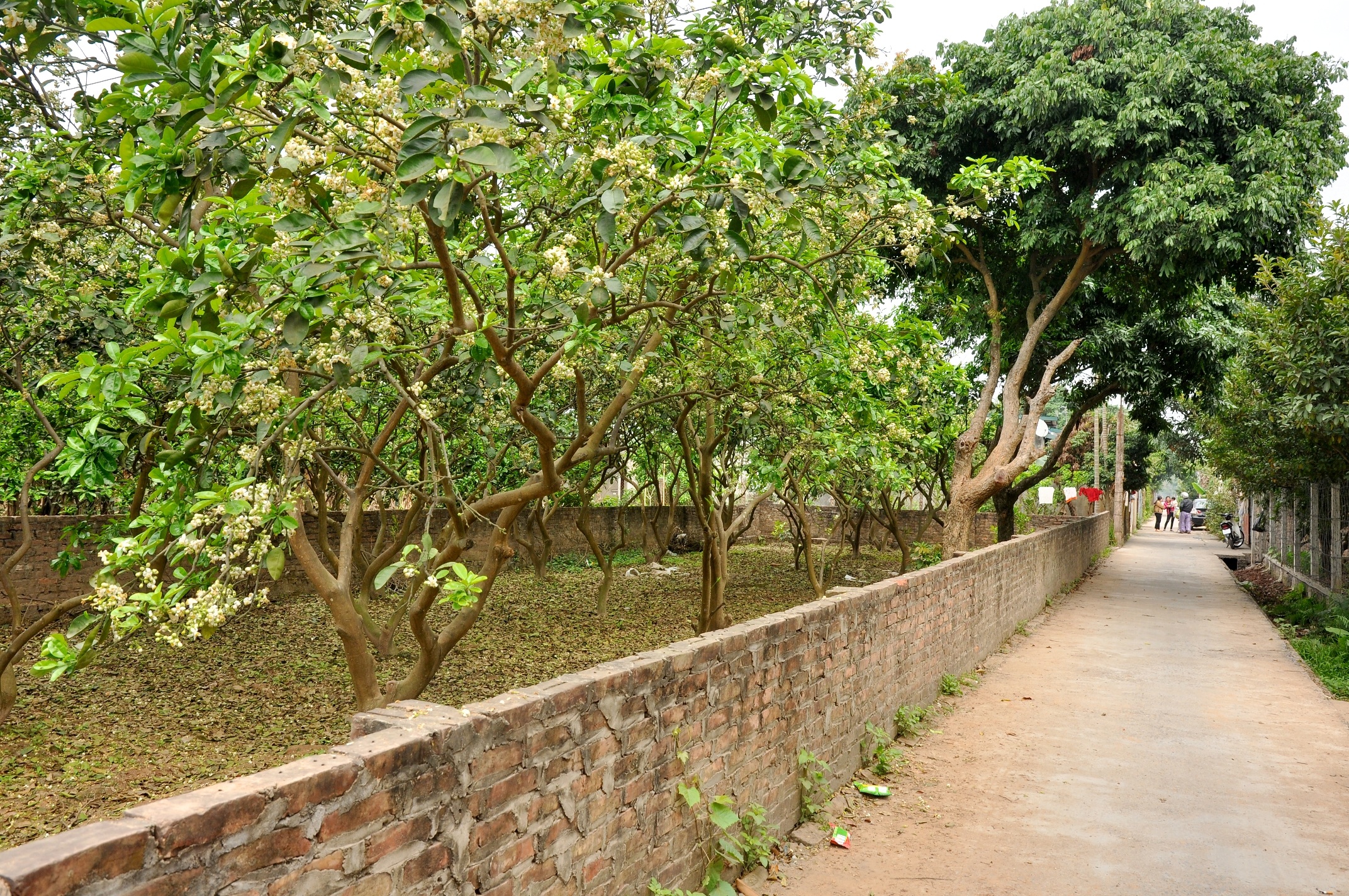 Ở Hà Nội, hoa bưởi được trồng thành từng vùng chuyên canh như: Canh Diễn (Từ Liêm), Xuân Mai (Chương Mỹ). Đặt chân đến đây mùa này, du khách sẽ được chiêm ngưỡng những vườn bưởi nở hoa trắng muốt, tỏa hương thơm ngào ngạt khắp các con đường