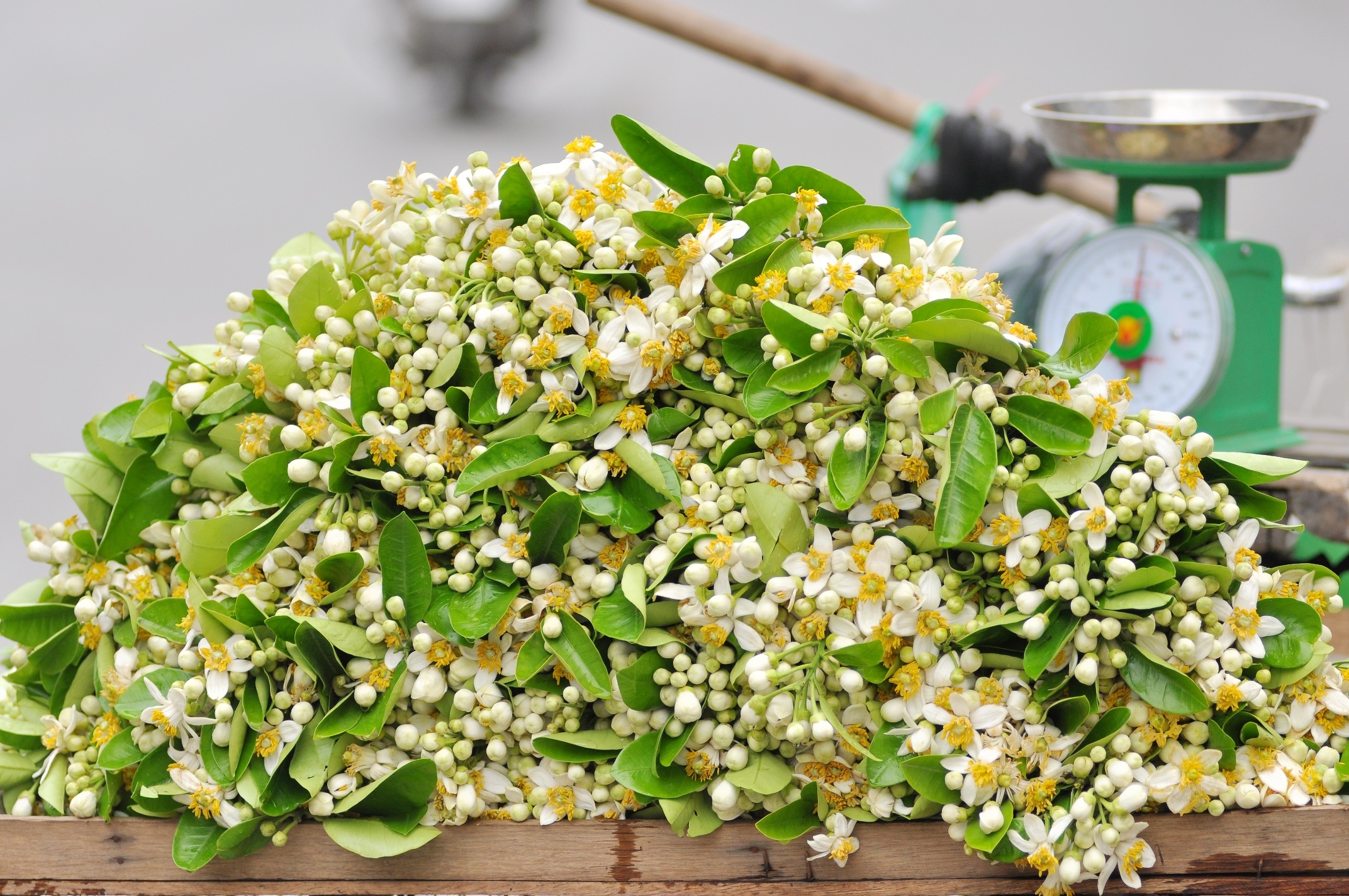 Những gánh hàng rong chở hoa bưởi làm nên nét chấm phá rất riêng cho Hà Nội