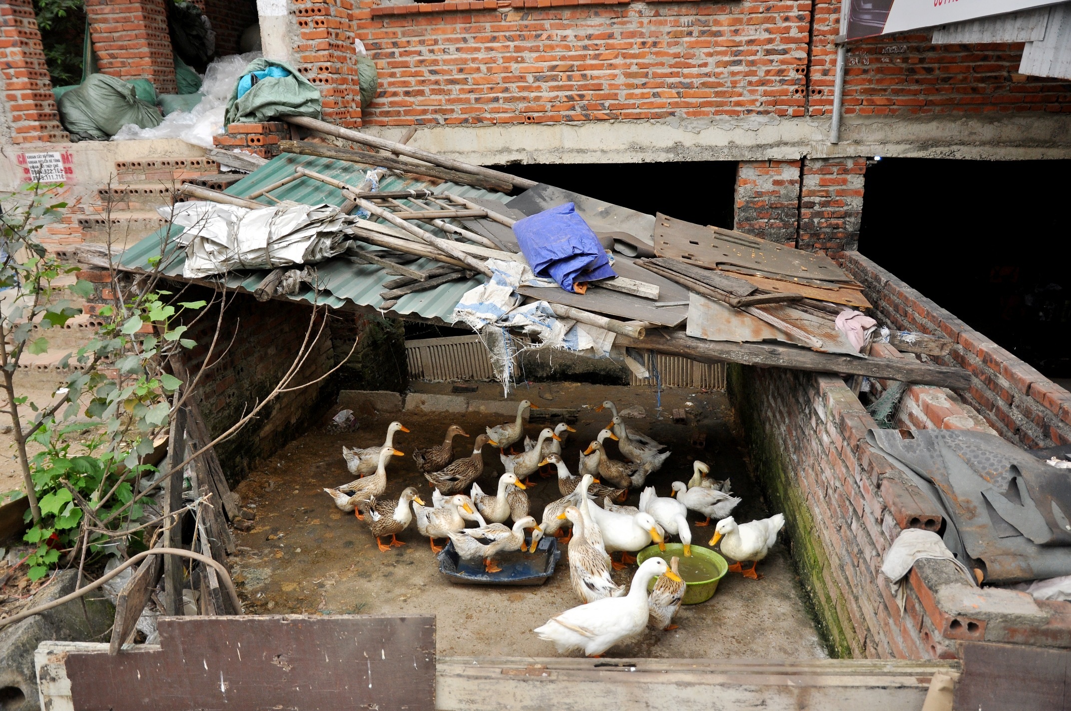 
Ở khu đô thị Trung Văn còn có hộ dân tận dung biệt thự bỏ không để nuôi gia cầm.
