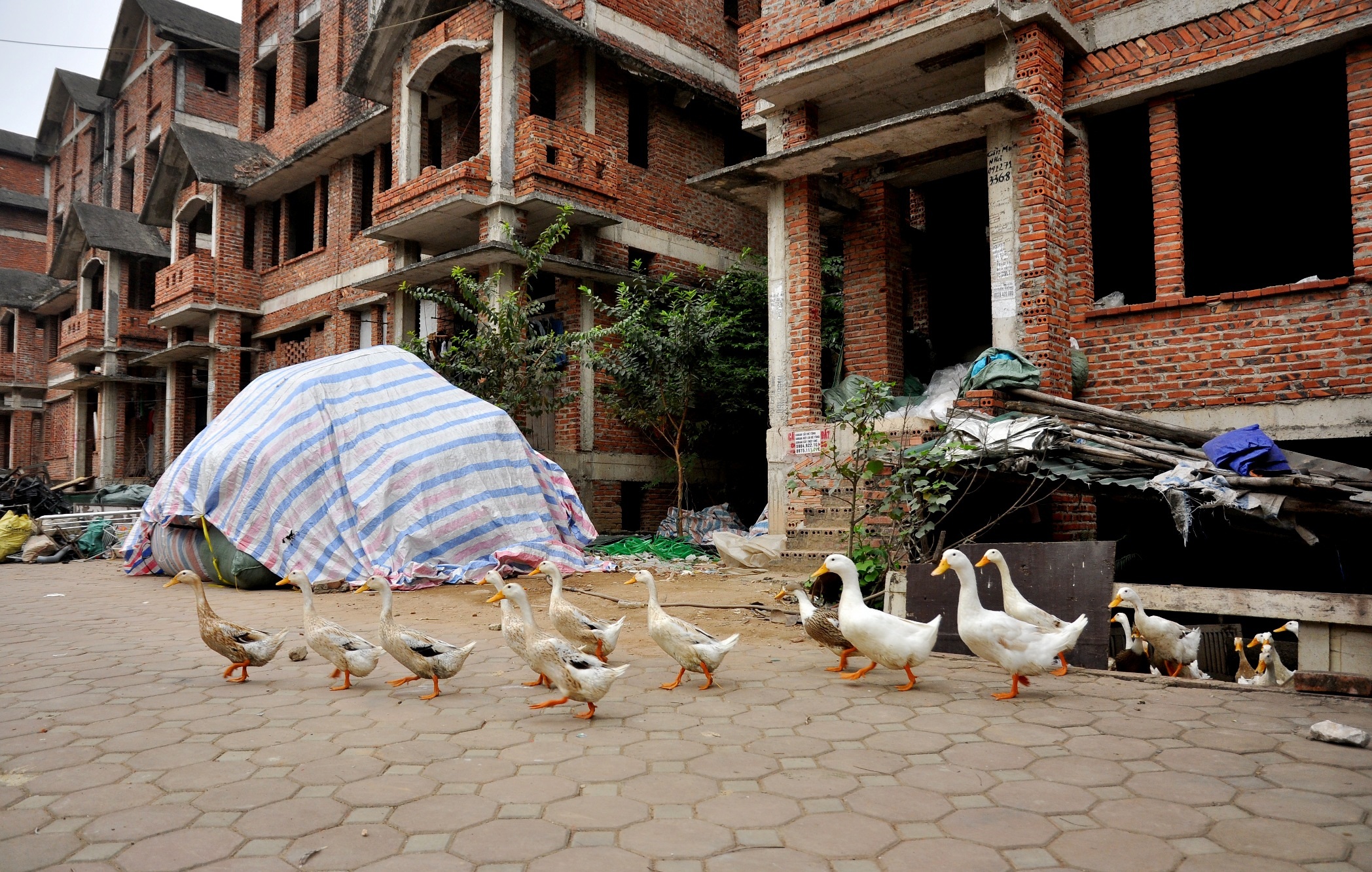 
Ngoài việc chăn nuôi, ông Hùng cũng tiến hành cải tạo đất ở biệt thự bỏ hoang trồng rau. Không chỉ tiết kiệm chi phí mà ông Hùng cho hay, việc tự cung tự cấp này còn đảm bảo an toàn cho sức khỏe của gia đình.
