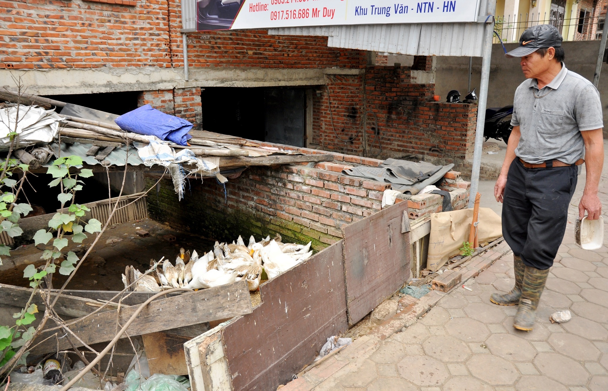 
Ông Tạ Quang Hùng (56 tuổi, Trung Văn, Hà Nội) cho biết đàn vịt gần 20 con được ông nuôi gối nhau để đảm bảo bữa ăn trong gia đình lúc nào cũng có thức ăn sạch.
