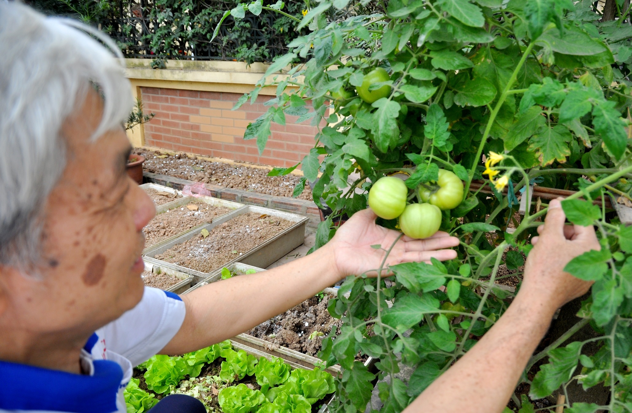 
Nhờ được chăm sóc thường xuyên nên vườn rau luôn xanh tốt quanh năm.
