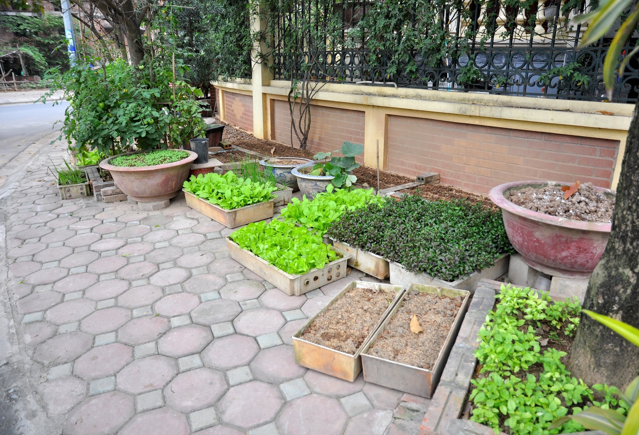 
Không chỉ trồng rau tại các căn biệt thự bỏ hoang, ông Đệ còn tận dụng khoảng sân trước nhà, trồng rau trong các thùng xốp.
