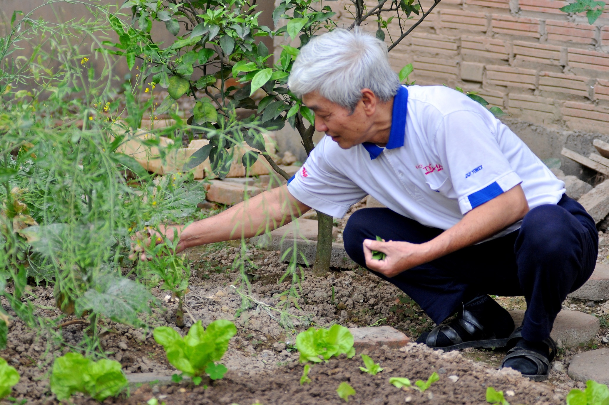 
Ông Đệ cho hay, gia đình đã trồng rau ở đây được 4 năm, nhờ đó hàng ngày không phải đi chợ mua rau ăn.
