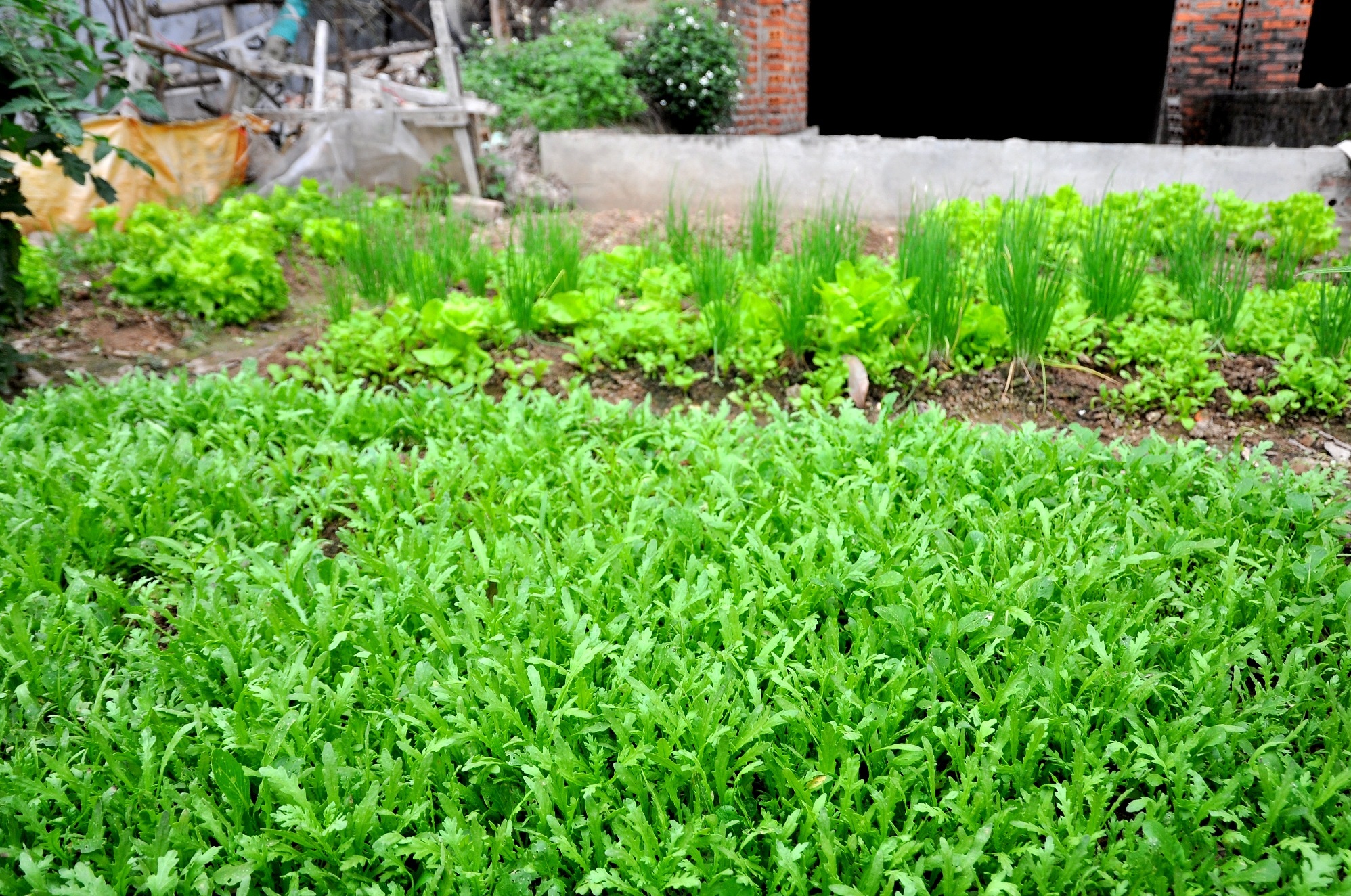 
Vườn rau được người dân đánh luống thẳng tắp.
