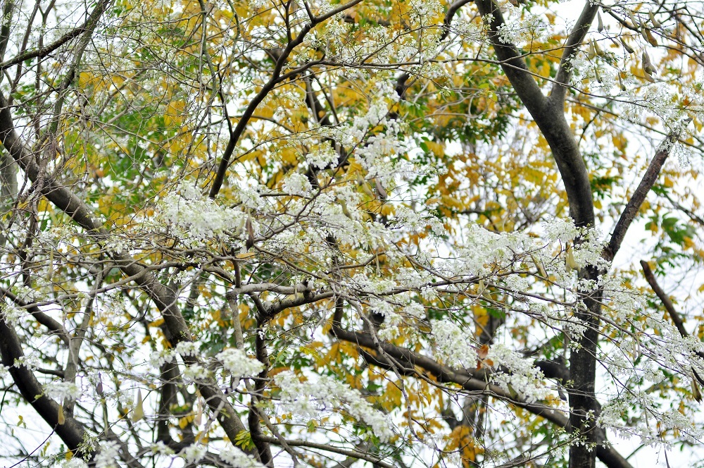 
Hoa sưa rất nhanh nở và cũng rất chóng tàn. Có khi chỉ qua vài ngày, những tán lá xanh mướt đã được thay thế bởi một màu trắng muốt của hoa. Chính vì cái sự vội đến rồi lại vội đi ấy mà những người yêu hoa sưa cũng tranh thủ những ngày này để thưởng hoa và lưu lại những hình ảnh đáng nhớ.
