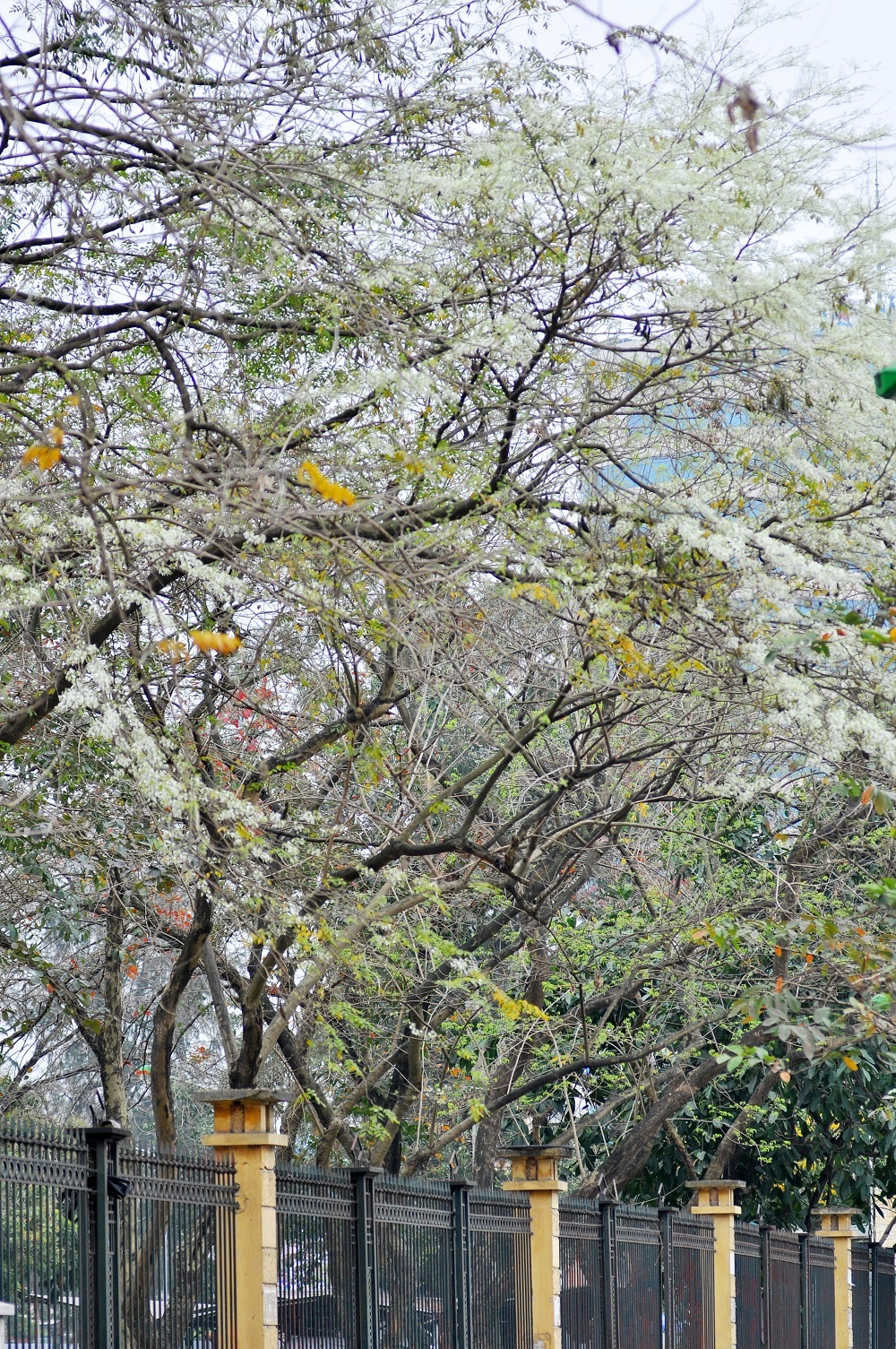 
Những cánh hoa sưa trên đường phố đã tạo nên một nét đặc trưng riêng cho tháng Ba ở Hà Nội.
