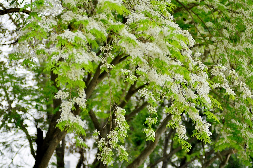 
Những bông hoa trắng muốt quyến luyến bước chân người dạo phố.
