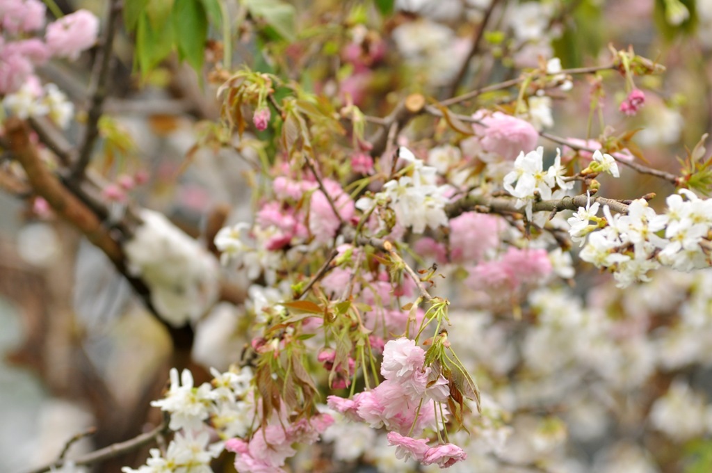 Một cành hoa anh đào hiếm hoi bung nở nhưng lá đã úa
