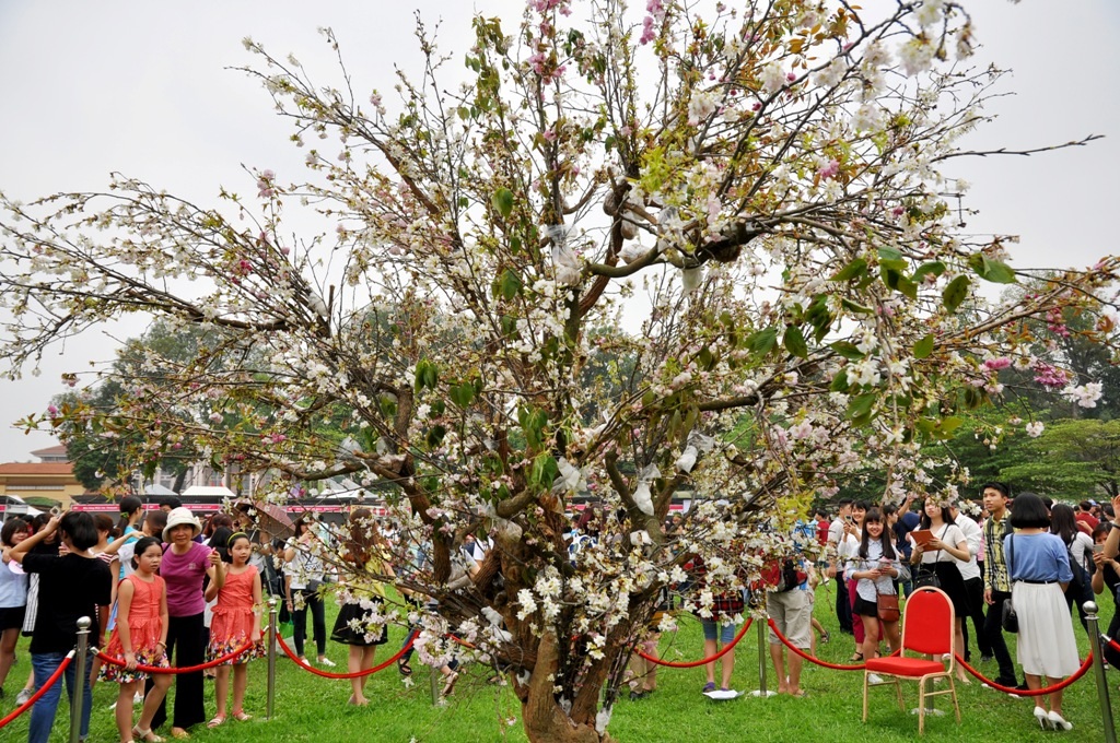 Do trùng với ngày nghỉ lễ Giỗ Tổ Hùng Vương, nên lượng người đổ về chụp ảnh, tham quan khá đông. Trong ảnh là cây hoa anh đào duy nhất của lễ hội được ghép từ 300 cành hoa anh đào tươi được mang trực tiếp từ Nhật Bản sang