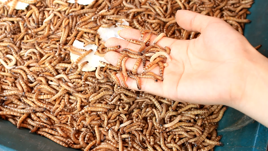 Trung bình, mỗi khách thường chỉ mua từ 1-2 lạng để làm thức ăn hàng ngày cho cá, chim cảnh hoặc gà chọi