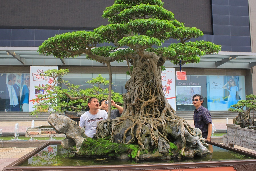 
Cây có chiều cao 1m65, chiều ngang 2m, trọng lượng cả đá khoảng 1 tấn, có tán xòe rộng như mâm xôi, gốc và thân cây nằm trên khối đá nhỏ tạo thành hình gà
