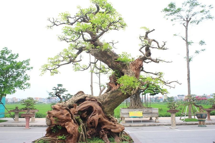 Tác phẩm Nghinh phong của tác giả Hoàng Phúc Hải (Việt Trì - Phú Thọ). Đây là cây gỗ Trắc có tuổi đời vào khoảng 300 năm, có nguồn gốc từ Bình Định. Nhiều dân chơi sinh vật cảnh đánh giá cây thuộc vào “hàng hiếm có, khó tìm” bởi gốc lũa tự nhiên, bố cục hài hòa, vừa toát lên vẻ mạnh mẽ lại mang dáng dấp uyển chuyển, tinh tế. Đặc biệt hơn cả, đây lại là cây gỗ Trắc Bonsai mọc trong chậu.