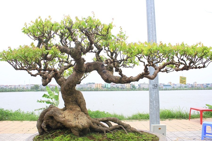 
Tác phẩm “Cây khế” của tác giả Huỳnh Thanh Tuyên (Bình Định) có tuổi đời khoảng 120 năm. Ông Tuyên cho hay, cây được xem là “báu vật” của dòng họ Huỳnh của mình và ông Tuyên là đời thứ 3 được truyền lại tác phẩm này. Cây có dáng huyền, mang vẻ cổ kính nhưng vẫn gợi nét tinh tế, uyển chuyển và có giá vào khoảng 1,5 tỷ đồng.
