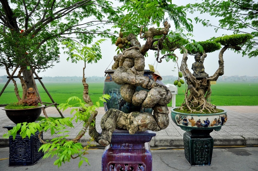 Tác phẩm “Quả cóc” của tác giả Nguyễn Gia Thọ. Cây có tuổi đời gần 100 năm tuổi, từng đạt giải 3 của hội hoa xuân TP. Hồ Chí Minh. Nhiều người đánh giá tác phẩm hội tụ đủ 4 yếu tố “cổ - kỳ - mỹ - văn” của một cây cảnh đẹp. Đặc biệt, cây gây ấn tượng bởi bộ rễ u bướu tự nhiên mà không hề qua bàn tay can thiệp của con người. Được biết, giá của cây cóc bonsai này cũng không dưới tiền tỷ.