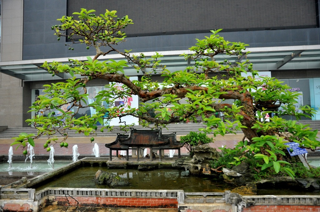 
Cây ổi dáng Song hoành có tuổi đời khoảng 70 tuổi, thuộc sở hữu của ông Phùng Anh Lê (Hà Nội). Cây gây ấn tượng bởi dáng dấp cổ kính, cành cây lại đơm hoa, kết trái thành từng chùm.
