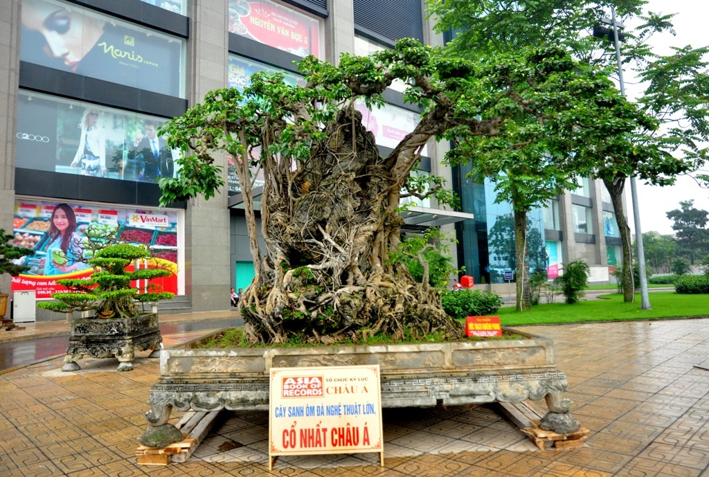 
Tác phẩm Mộc Thạch Nghênh Phong là cây Sanh ôm đá nghệ thuật lớn được ghi nhận là cổ nhất Châu Á. Cây cũng nằm trong top những tác phẩm được định giá khủng của triển lãm lần này.
